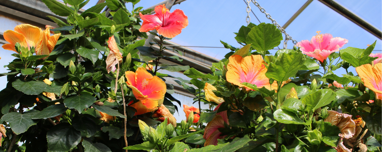 Hibiscus plants in a greenhouse