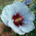 White hibiscus with red center