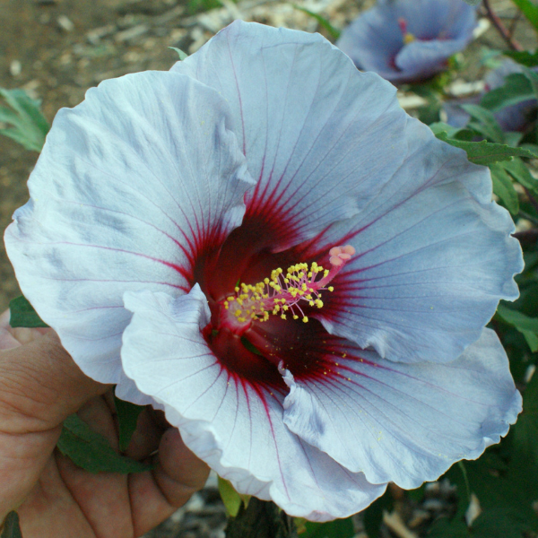 Hibiscus Breeding At The Texas Aandm Agrilife Center Vernon Texas Aandm Agrilife Research And 0258