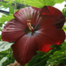 Dark red hibiscus