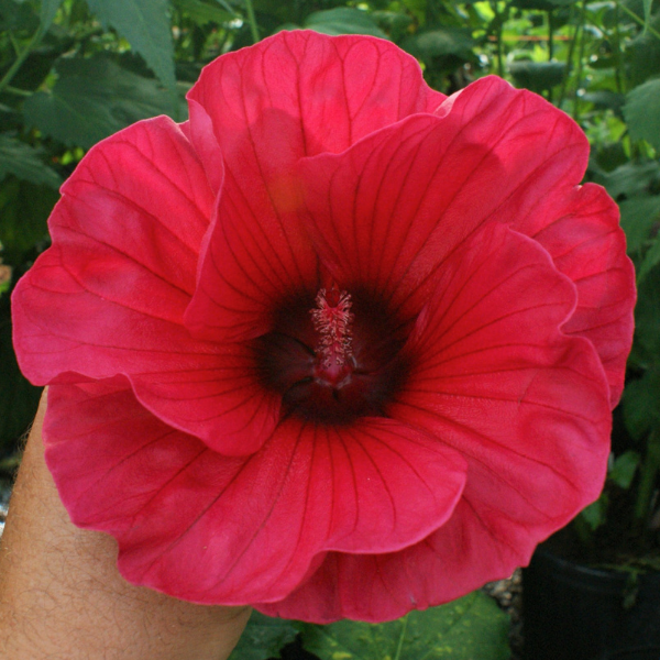 Hibiscus Breeding At The Texas Aandm Agrilife Center Vernon Texas Aandm Agrilife Research And 9923