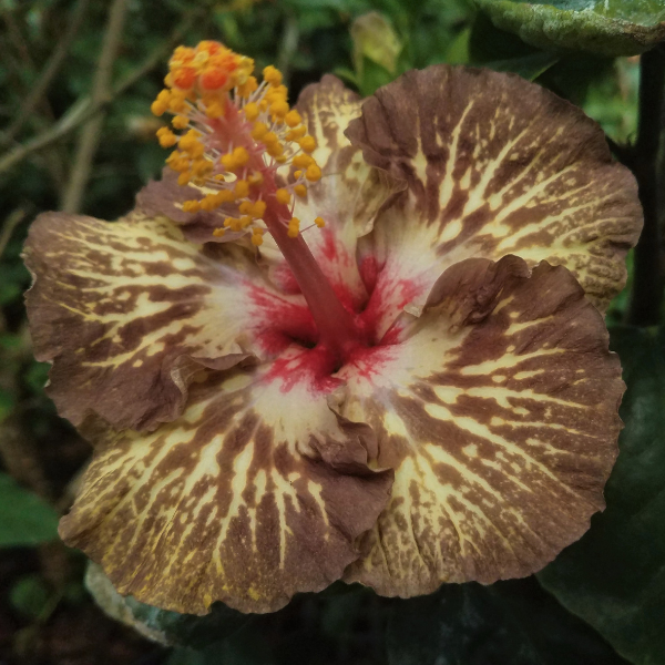 Hibiscus Breeding At The Texas Aandm Agrilife Center Vernon Texas Aandm Agrilife Research And 0701