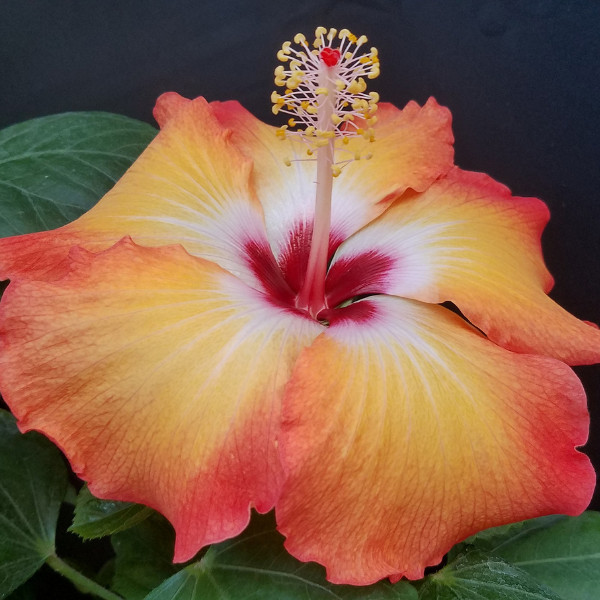 Hibiscus Breeding At The Texas Aandm Agrilife Center Vernon Texas Aandm Agrilife Research And 6043