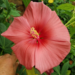 Coral hibiscus