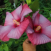 two pink hibiscus