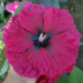 Dark pink hibiscus with dark purple center