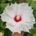 White hibiscus with pink center