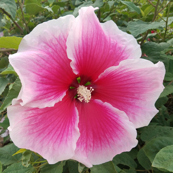 Hibiscus Breeding At The Texas Aandm Agrilife Center Vernon Texas Aandm Agrilife Research And 1524